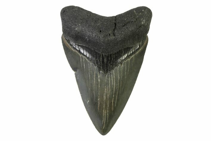 Serrated, Colorful, Fossil Megalodon Tooth - Georgia #338764